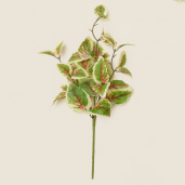 BRANCH - FOLIAGE