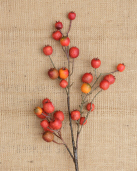 BRANCH - PERSIMMONS