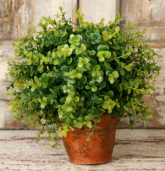 BOXWOOD TOPIARY IN CLAY POT