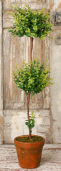 BOXWOOD TOPIARY DOUBLE BALL  IN CLAY POT