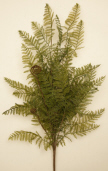 BUSH - PLASTIC FERN