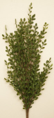 BRANCH - BABY GRASS