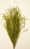 BUSH - PEARL GRASS