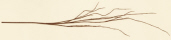 BRANCH - CURLY TWIG