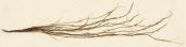 GARLAND -BUDDING GRAPEVINE