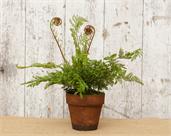 Potted Cinnamon Fern