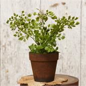 Potted Fern