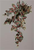 Bunch - Coleus Plant