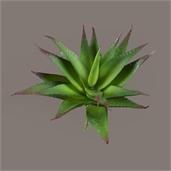 Pick - Aloe