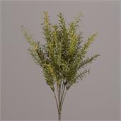 Pick - Asparagus Fern - Green