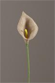 Calla Lily, Natural