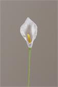 Calla Lily, Crm