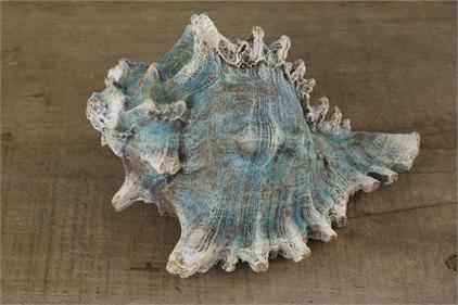 Shell - Murex