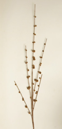 Branch - Jingle Bells  Rusty