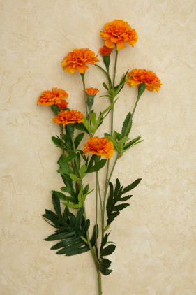 Branch - Marigold  Orange
