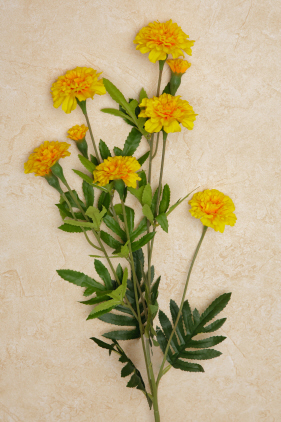 Branch - Marigold  Yellow