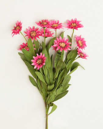 Branch - Daisies  Fuschia