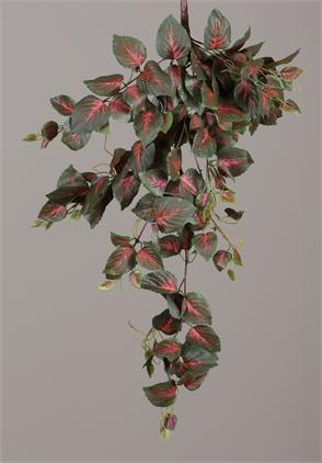 Bunch - Coleus Plant